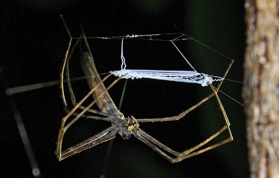 Net-casting spiders of the genus Deinopis do exactly as their name suggests. They weave webs that are used as nets to capture prey.