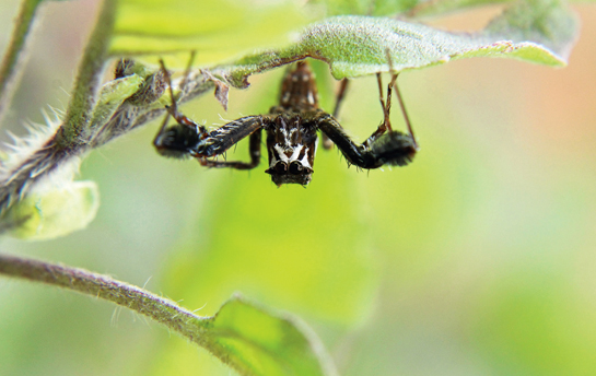 Spiders of the genus Portia feed on other spiders. Arachnologists have recorded incredibly intelligent hunting strategies in this species.