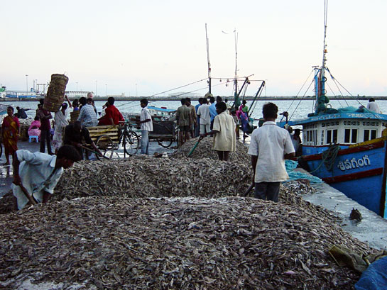 Mounds of harvested fish awaiting transport to a processing facility in Kakinada, Andhra Pradesh.