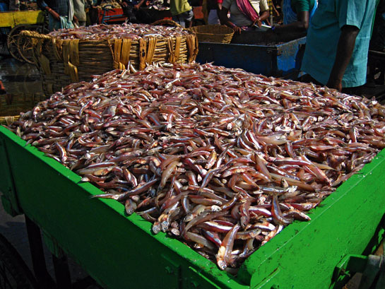 Even though mechanised fishing is prohibited by law during the monsoon (June-July) in India, when marine life like fish, crabs and prawns breed, boats plied freely and trade was brisk at fish auctions.
