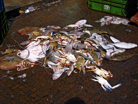 The authors saw fish stock with low economic value being sold as poultry feed, to the pet food industries or simply discarded in the sea at Malvan, a small town along the Maharashtra coast.