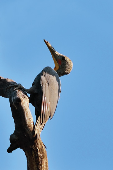 This beautiful grey bird is considered to be the largest of the woodpeckers. It's called the Great Slaty Woodpecker and can be seen in India. Despite being so big, it has quite a soft call. This beautiful grey bird is considered to be the largest of the woodpeckers. It's called the Great Slaty Woodpecker and can be seen in India. Despite being so big, it has quite a soft call.