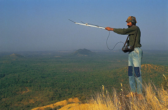Looking out for the future of the Asiatic lion.