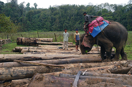 Mahesh Jiwrajka's efforts to regulate the felling of trees and the working of wood-based industries in the Northeastern states upset and angered many officials. However, he refuses to let others' anger deter him from his belief that long-term economic development and the conservation of natural resources are not just compatible, but vital to each other.