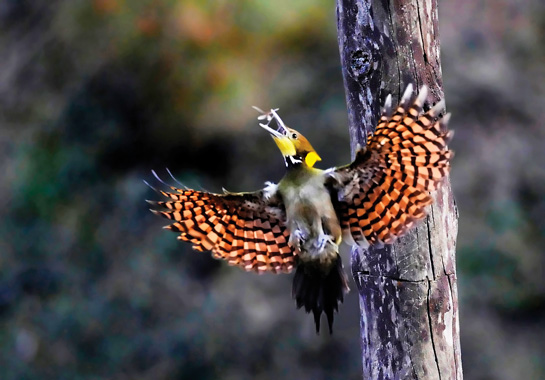The Greater Yellow-naped Woodpecker is found in many countries of Asia, including India. The male has a yellow throat, while the female's is reddish-brown.