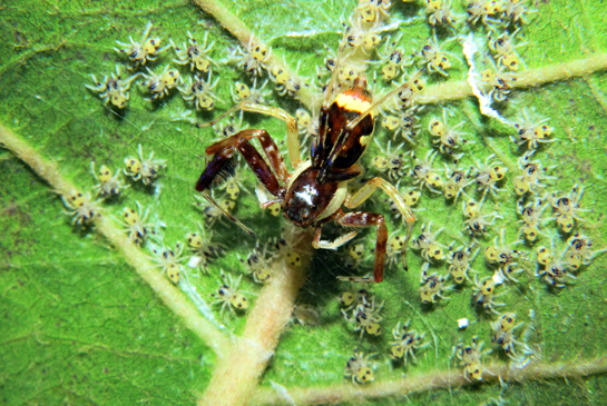 Babies! A jumping spider of the genus Brettus is surrounded by her tiny spiderlings. Researchers have observed that these spiders provide maternal care to eggs and hatchlings until their first moult.