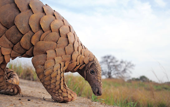 The Indian pangolin Manis crassicaudata is one of eight species of scaly anteaters found worldwide. Of these four are found in Asia and four in Africa. All are threatened by the lethal wildlife trade.