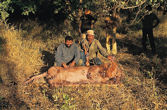 A tranquillised lion.