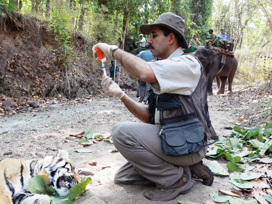 Seen here in the forests of Kanha, collecting data for the tiger enumeration studies, Dr. Jhala who was the lead researcher for the all-India tiger assessment suggests that the methodology used was a blend of cutting-edge science and technology and that its implementation took into account practical ground realities. 