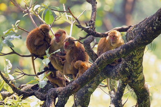 Neha, along with husband Amit, spent months studying the Uttarakhand macaque, which was till then an unreported species.