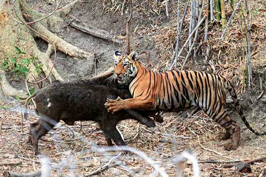 Valmik Thapar's life has been dedicated to protecting tigers, such as this sub-adult male in the Tadoba Tiger Reserve.