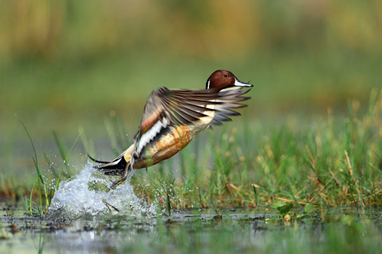 The wetlands interspersed with reeds and expanses of water running through the channels provide food and shelter to many species of waterfowl including the Northern Pintail Anas acuta.