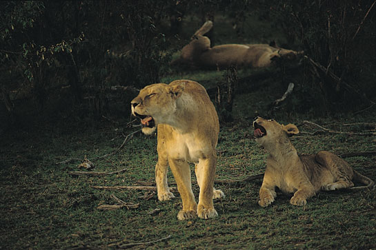 No room in the ark for lions?