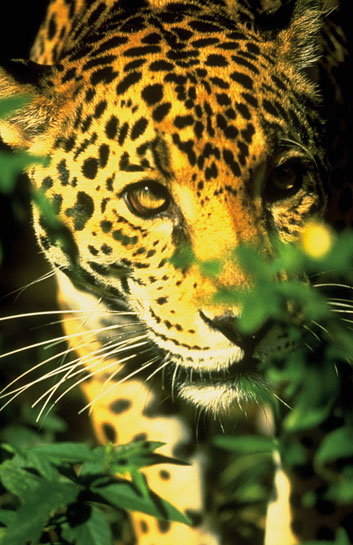 Dr. Rabinowitz convinced the Belize Government to establish the Cockscomb Jaguar Preserve and is now working to create a contiguous corridor for jaguars from Mexico to Argentina.