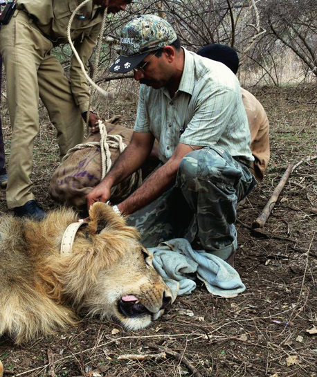 Seen here with a radiocollared male lion in the Gir Wildlife Sanctuary, Dr. Jhala's career spans almost two decades. His focus has been large carnivores including wolves, striped hyenas, lions and tigers. Seen here with a radiocollared male lion in the Gir Wildlife Sanctuary, Dr. Jhala's career spans almost two decades. His focus has been large carnivores including wolves, striped hyenas, lions and tigers.