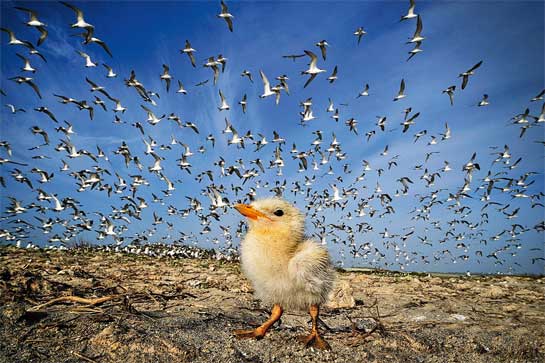 Greater Crested Tern chick.