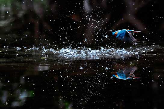 This small Common Kingfisher  feeds mainly on fish, caught by diving, and has special visual adaptations to enable it to see prey under water. Common Kingfishers are important members of ecosystems and good indicators of freshwater community health.
