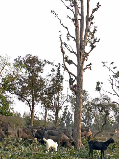 A Gujjar, belonging to a pastoral community in Uttarakhand, is seen lopping the branches of the Indian laurel tree Terminalia tomentosa to feed his herd of goats and buffalo. These iconic trees have come under increasing stress from shortsighted lopping, destabilising the ecological balance of the region.