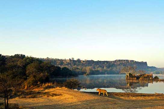 A tiger, identified as T-17, patrols her territory in the backdrop of the famous Ranthambhore fort. Thapar has followed the fortunes of Ranthambhore's tigers for over three decades.