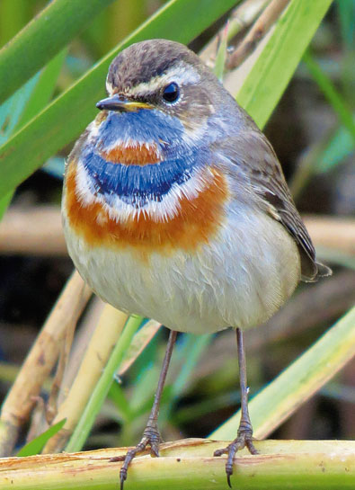 October sees the arrival of lakhs of birds in Mangalajodi - a wintering ground for the Bluethroat Luscinia sverica, a small migratory passerine, among others. October sees the arrival of lakhs of birds in Mangalajodi - a wintering ground for the Bluethroat Luscinia sverica, a small migratory passerine, among others.