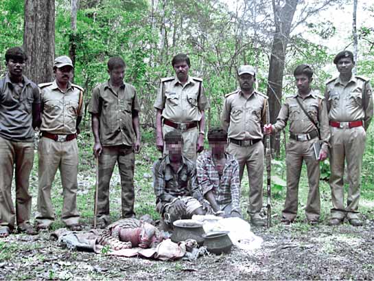 In May 2013, forest officers from the Bhadra Tiger Reserve arrested two poachers of a gang that killed and supplied pangolins and their parts to the illegal wildlife trade. From the inadequately protected forests, contraband is channelled through couriers towards porous international borders by train, buses and even normal air and sea mail parcels.