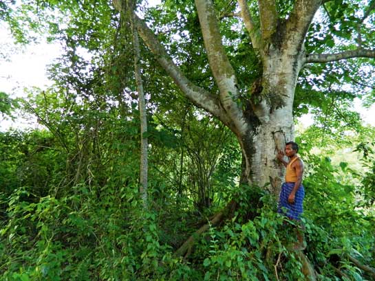 Jadav Payeng has used sheer grit and determination to create what is widely known in Assam as Mulai Kathoni (Mulai's Forest), a dense parcel of wilderness that is providing sanctuary to elephants migrating west from Dibrugarh, rhinos escaping the floods of Kaziranga and tigers fleeing the guns of Karbi Anglong.
