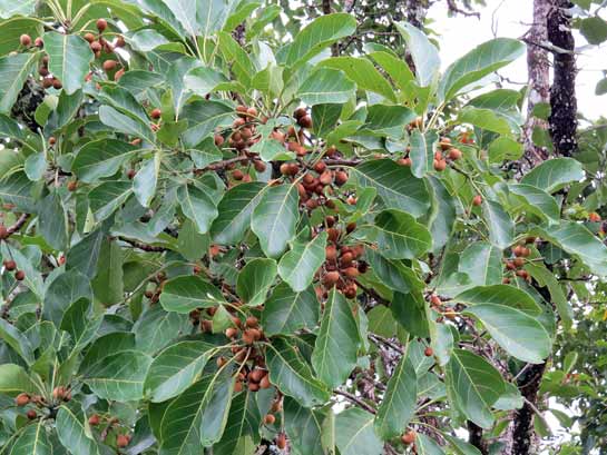 Across India, from the bhabar belt to well-protected forest areas in south India where there is no grazing or lopping, the Indian laurel is facing trouble, with little or no regeneration taking place. And this is not the only tree facing this predicament. Other important ungulate food sources such as the bahera tree Terminalia bellirica (above) and dhaman tree Grewia tiliifolia are also showing significantly lower levels of regeneration, or no regeneration at all.