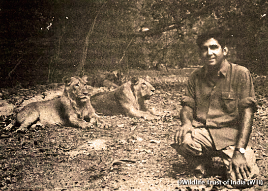A youthful Ranjitsinh poses in front of a pair of young lions in the Gir National Park, in this picture dated circa 1972. Decades later Dr. Ranjitsinh served on a 12-member committee appointed to oversee the pending transfer of lions from Gujarat to a relocation site in Madhya Pradesh.
