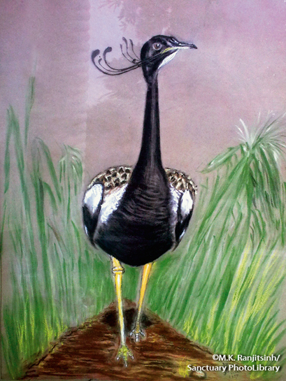 This hand-painted plate of a Lesser Florican remains one of Dr. Ranjitsinh's most treasured possessions. It was created by Shri Dharmakumarsinhji, Indian royal, ornithologist and writer, who gifted it to Dr. Ranjitsinh's uncle, from whom he subsequently acquired it. This hand-painted plate of a Lesser Florican remains one of Dr. Ranjitsinh's most treasured possessions. It was created by Shri Dharmakumarsinhji, Indian royal, ornithologist and writer, who gifted it to Dr. Ranjitsinh's uncle, from whom he subsequently acquired it.