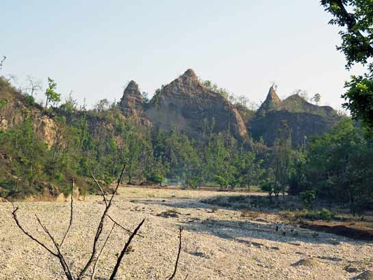 Brutal lopping, year after year prevents trees from flowering and fruiting, which leads to their premature death. Degraded landscapes such as these could soon be the norm.