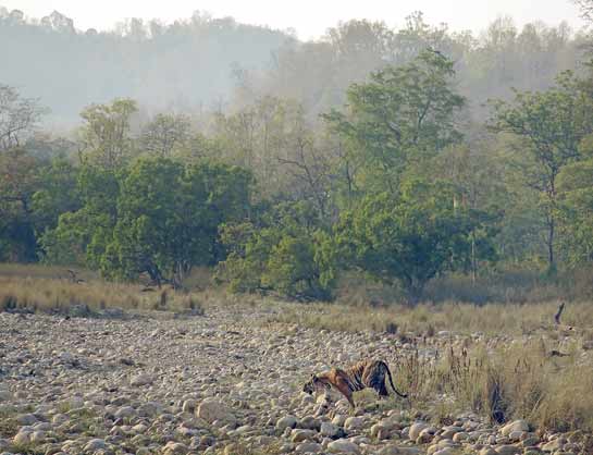If key floral trees fail to regenerate, langur and wild ungulate populations will show a downward trend, followed by a fall in tiger numbers. Are empty tiger landscapes the future face of the bhabar belt of India?