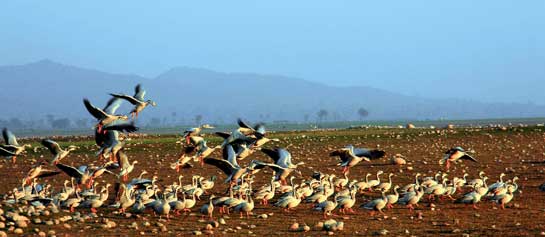 The Pong reservoir, also known as the Maharana Pratap Sagar lake, in Himachal Pradesh, is one of India's 25 international wetland sites nominated by the Ramsar Convention, for its rich waterfowl density. Bar-headed Geese, seen here on the shores of the reservoir, are found in their thousands near the mountain lakes of South Asia during winter months. The Pong reservoir, also known as the Maharana Pratap Sagar lake, in Himachal Pradesh, is one of India's 25 international wetland sites nominated by the Ramsar Convention, for its rich waterfowl density. Bar-headed Geese, seen here on the shores of the reservoir, are found in their thousands near the mountain lakes of South Asia during winter months.