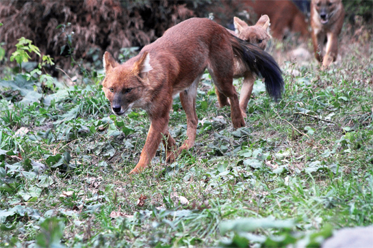 Well known in India, dholes are barely known in western countries. These dholes from the Minnesota zoo are often mistaken for foxes by visitors!