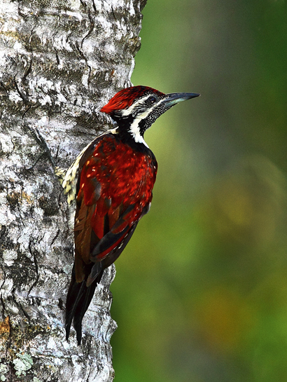 The subspecies of the Black-rumped Flameback woodpecker that is endemic to the south of the island nation of Sri Lanka has a distinct, livid-red plumage. Researchers found that this bird and its yellow counterparts in India and northern Sri Lanka, actually belong to the same species. The isolation of sub-populations, assisted by changes in bio-geographic and rainfall gradients, are what led to this differentiation. The subspecies of the Black-rumped Flameback woodpecker that is endemic to the south of the island nation of Sri Lanka has a distinct, livid-red plumage. Researchers found that this bird and its yellow counterparts in India and northern Sri Lanka, actually belong to the same species. The isolation of sub-populations, assisted by changes in bio-geographic and rainfall gradients, are what led to this differentiation.