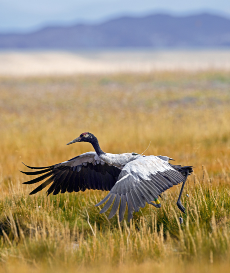 Listed under Schedule I of India's Wildlife Protection Act, 1972, the global population of Black-necked Cranes is estimated at under 6,000 individuals.