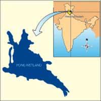 This map depicts the Pong wetland, which is one of the most acclaimed birding sites in the country today. This map depicts the Pong wetland, which is one of the most acclaimed birding sites in the country today.