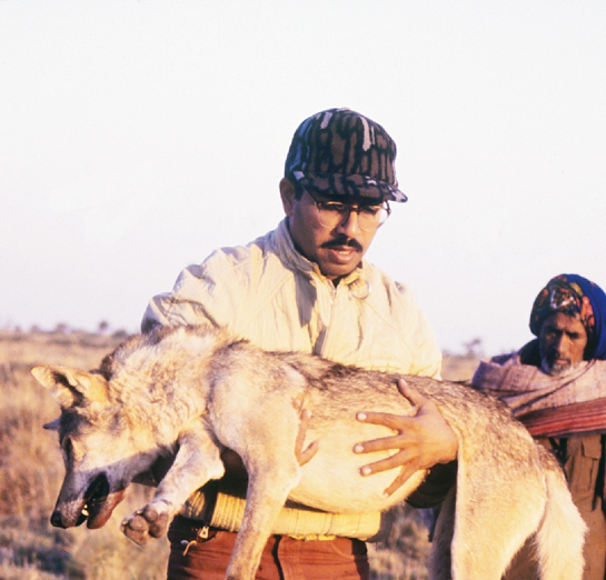 Dr. Jhala obtained his Ph.D from Virginia Polytechnic Institute and State University, on the conflicting habitat requirements of wolves Canis lupus pallipes and blackbuck Antelope cervicapra in the semi-arid grassland ecosystem in Gujarat.