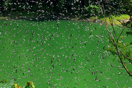 A cloud of Amur Falcons bursts out of a grove of tall trees along the banks of the Doyang reservoir, Nagaland.