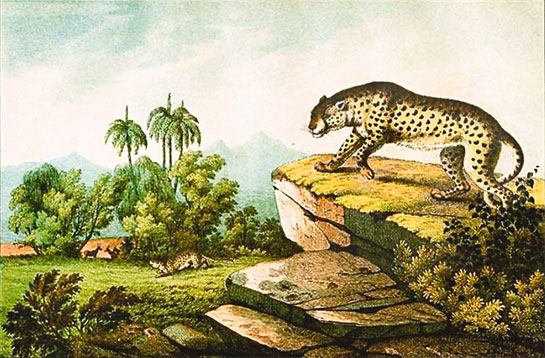 Rare Painting of two hunting - leopards.