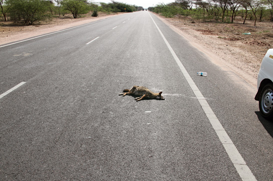 Wild victims of linear alignments; this flattened Indian fox was spotted on the highway between Bikaner and Jaisalmer.
