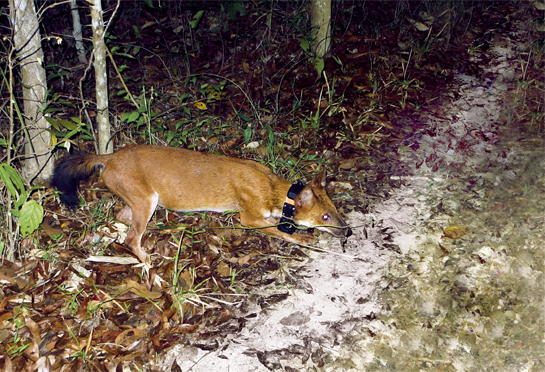 Dr. Jenks and Dr. Songsasen take the body measurements of an anaesthetised dhole.