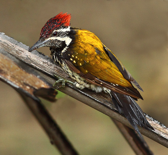 In the north of Sri Lanka, closer to India, the Black-rumped Flameback has sunny yellow feathers. Interestingly, the off-spring of a &acirc;mixed couple' (a red-backed father and golden-backed mother or vice versa) will sport neither red nor yellow feathers, but orange ones!