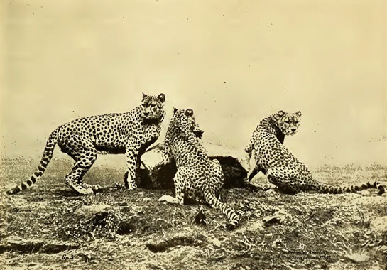 A hitherto unrecorded photograph of three Indian cheetahs photographed somewhere in the Deccan c.1885 as published in Outing, an old British magazine, in 1901. There is no mention of whether these were wild or trained cheetahs used for coursing blackbucks.