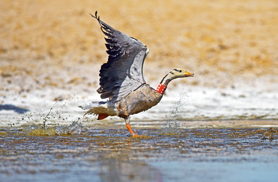 Ringed and fitted with a neck band, a Bar-headed Goose is released back in Chushul.