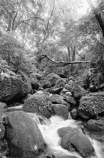 Evergreen forests, such as this one with Holigarna grahamii, in Mulshi, Maharashtra, absorb much of the Southwest monsoon rainfall and play a key role in recharging aquifers. They are also home to some of the most spectacular flora and fauna in the Sahyadri.