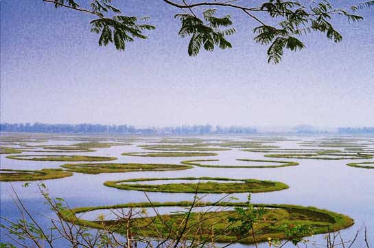This is the Loktak Lake, the lifeline of the people of Manipur. The largest freshwater lake in Northeast India, its characteristic feature is the presence of floating islands of vegetation known as phumdis.