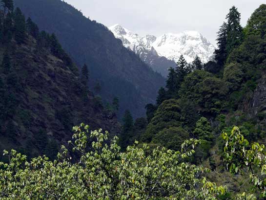 The Great Himalayan National Park, with its biodiverse valleys, soaring snowy peaks and emerald coniferous forest, is a breathtaking landscape that houses around 122 species of birds and mammals. A major source of water for human settlements in the region, with four rivers originating from the glaciers in the park, this alpine wonderland has been nominated as a World Heritage Site.