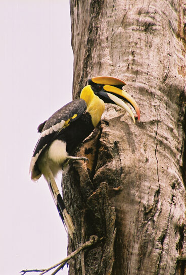 Great Hornbills forage on as many as 44 species of fruiting trees, with figs constituting their main food supply in the early stages of growth of the young ones. Seeds of the nutritious Myristica (nutmeg) can be seen here in the male's beak in the final stages of nesting. Great Hornbills forage on as many as 44 species of fruiting trees, with figs constituting their main food supply in the early stages of growth of the young ones. Seeds of the nutritious Myristica (nutmeg) can be seen here in the male's beak in the final stages of nesting.