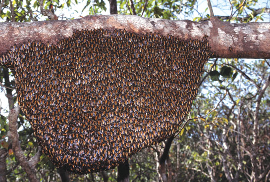 All social bees build colonial nests of wax secreted by the worker bees, and store honey. The precious liquid is made up of a complex mix of nectar and sweet deposits gathered from plants, and stored in hives that are densely-packed complexes of hexagonal cells, in which the brood is also housed. Honey is hydroscopic and has the ability to literally pull the water out of the bodies of microbes that might otherwise spoil it.