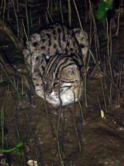 Surrounded by mangrove pneumatophores, a fishing cat Prionailurus viverrinus surveys its domain, waiting patiently for just the right time to go for the kill. Coringa is one of the last remaining strongholds of this nocturnal feline.
